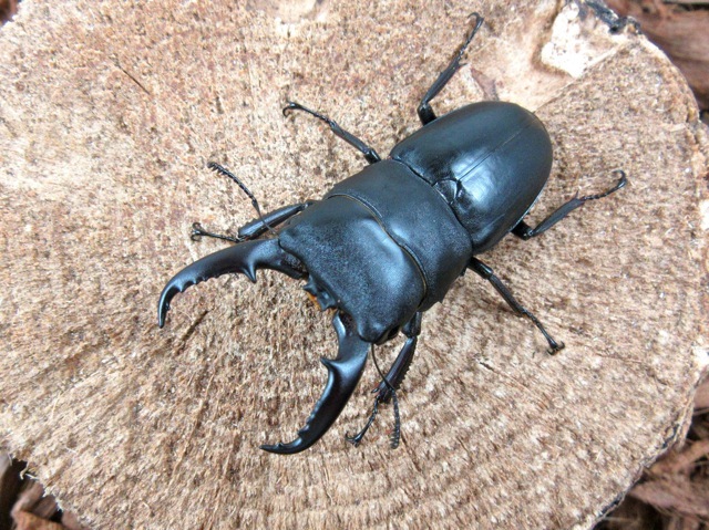 本土ヒラタクワガタ鹿児島県産56ミリ