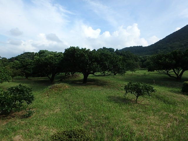 天然ヤクシマノコギリクワガタ60ミリペア販売/クワガタ工房 虫吉