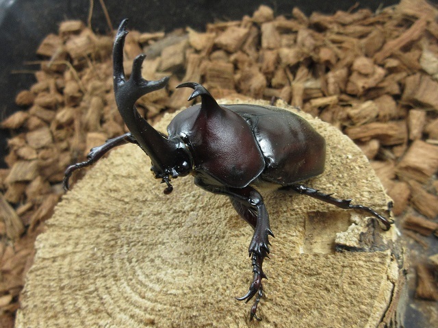 天然カブトムシ75ミリペア（福岡県田川）