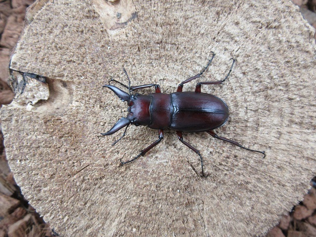 天然クチノエラブノコギリクワガタ35ミリペア