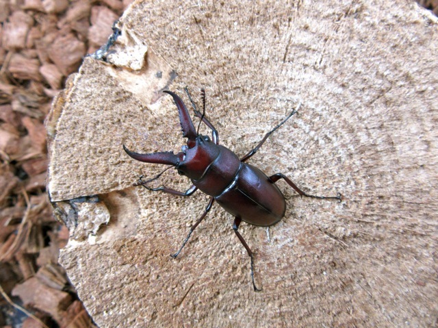 天然種子島産ノコギリクワガタ35ミリ