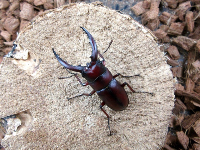 天然種子島ノコギリクワガタ45ミリ