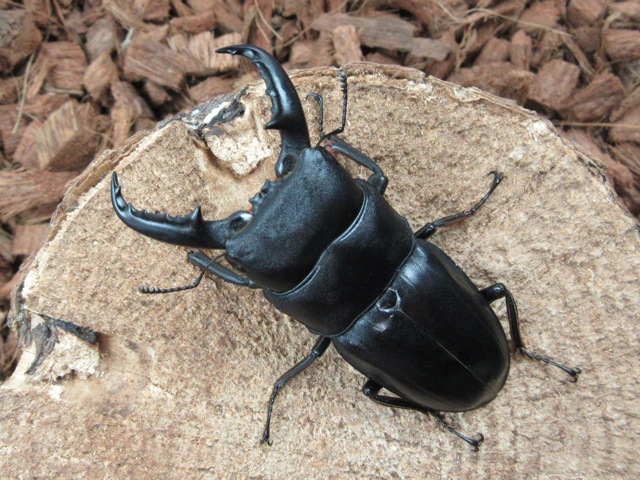 タカラヒラタクワガタ訳あり63ミリ