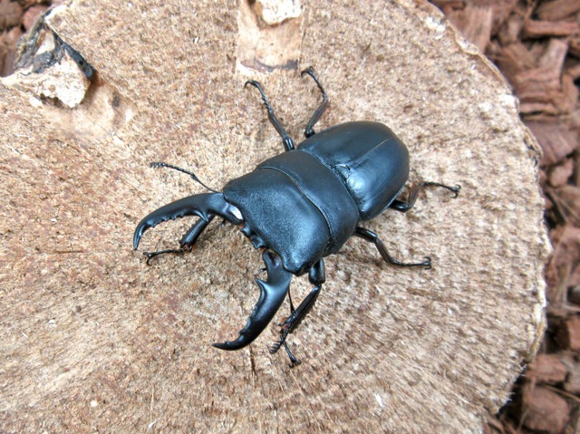 ヒラタクワガタ鹿児島県産53ミリ
