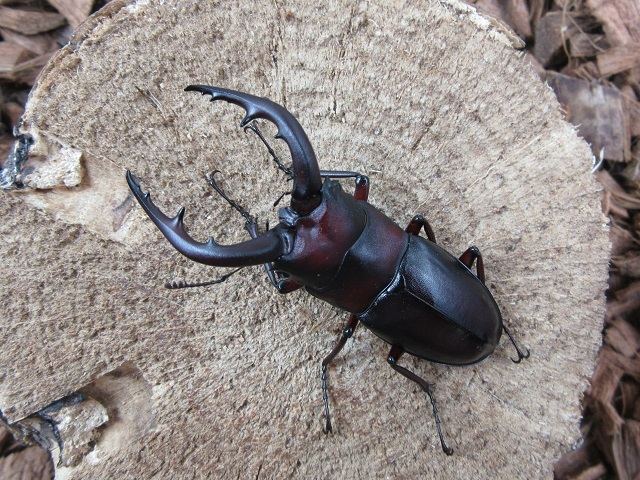 クチノエラブノコギリクワガタ61ミリペア
