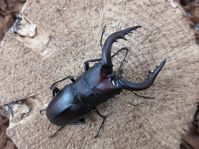 壱岐産ノコギリクワガタ62ミリペア