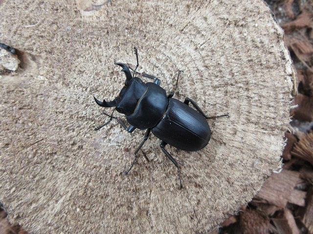 アマミコクワガタ37ミリ