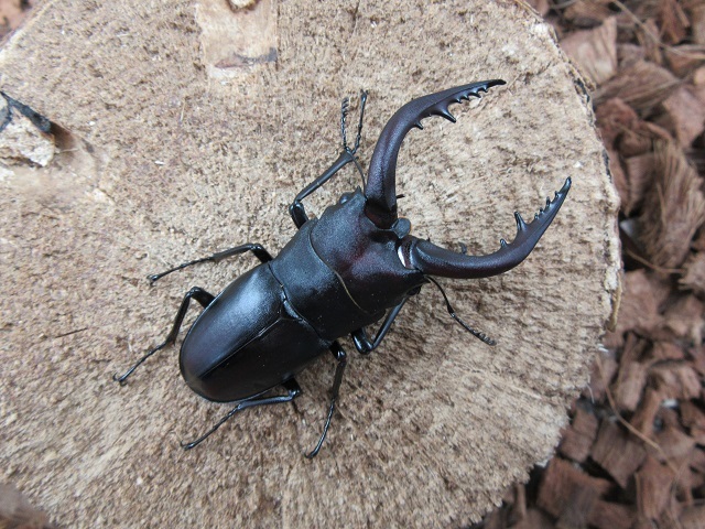 壱岐産ノコギリクワガタ63ミリペア