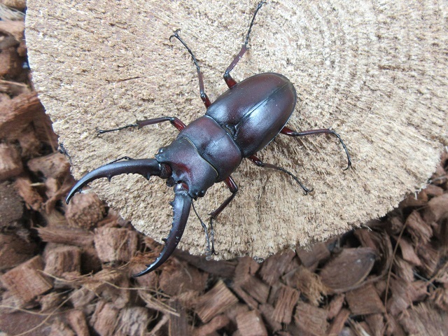 天然クチノエラブノコギリクワガタ50ミリペア