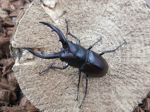 天然クチノエラブノコギリクワガタ55ミリペア