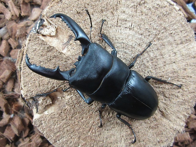 ゴトウヒラタクワガタ75mmペア(若松島産)