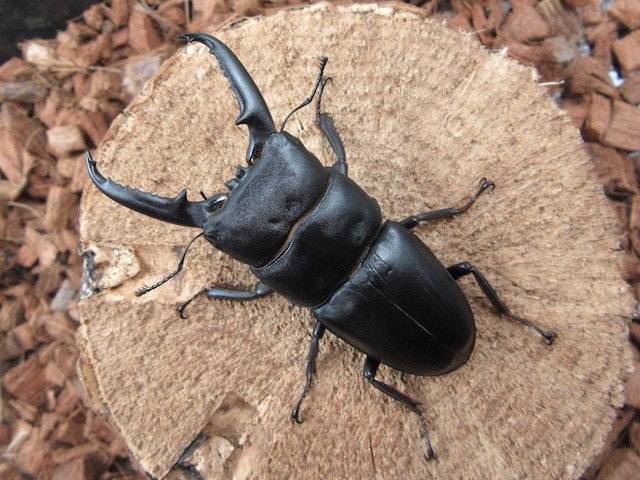 イキヒラタクワガタ71ミリペアの販売 クワガタ工房 虫吉