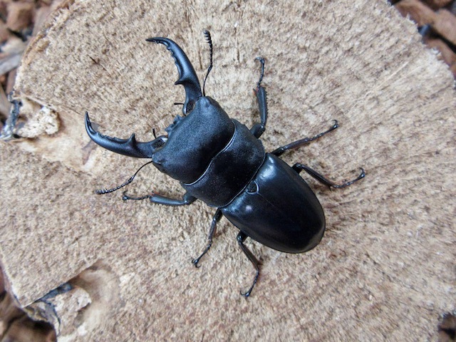 ヒラタクワガタ(屋久島産)50ミリペア