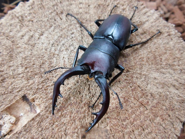 壱岐産ノコギリクワガタ大型60ミリペア