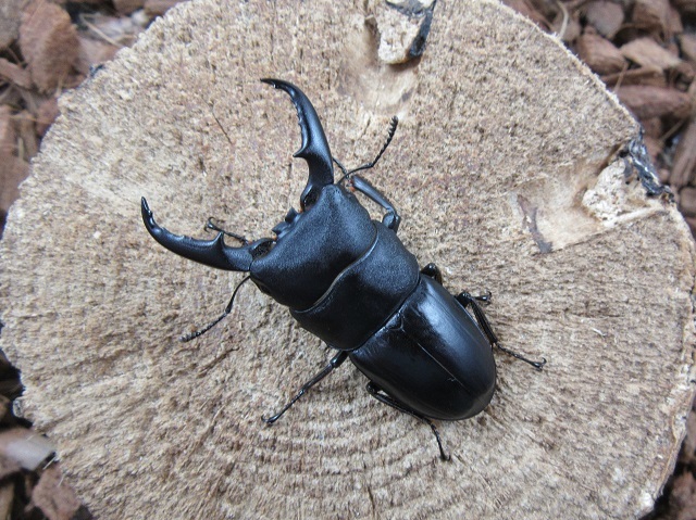屋久島産ヒラタクワガタ53mmペア