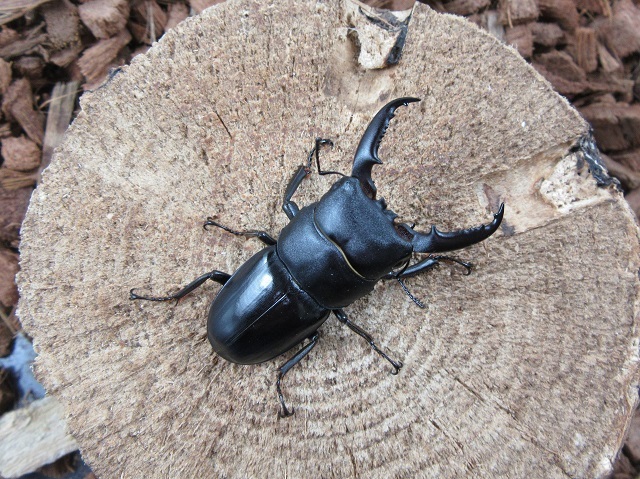 本土ヒラタクワガタ50mmペア（宮崎県産）