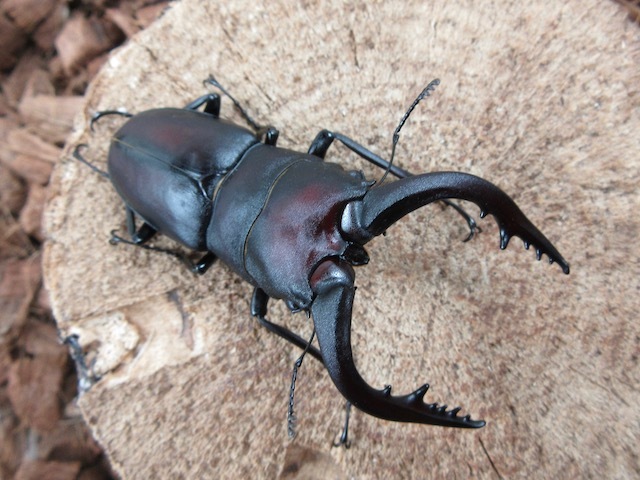 壱岐産ノコギリクワガタのオスの画像