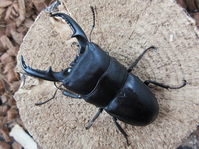 屋久島産ヒラタクワガタ68ミリペア