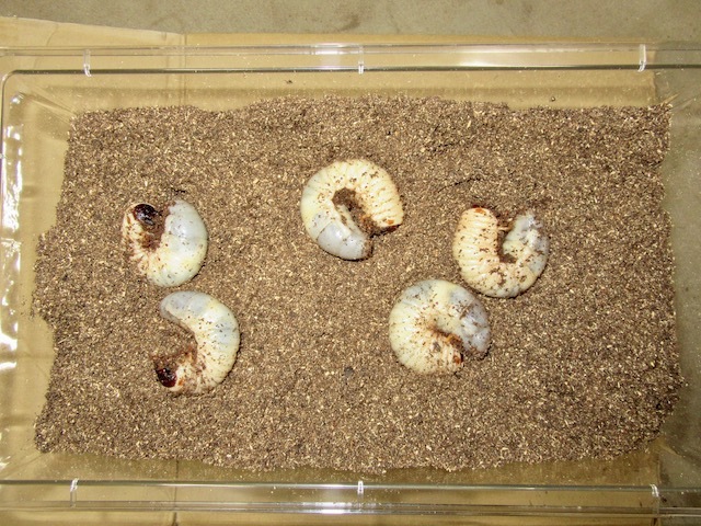 国産カブトムシの幼虫飼育の例