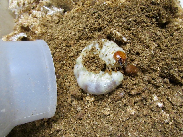 オオクワガタの幼虫の画像