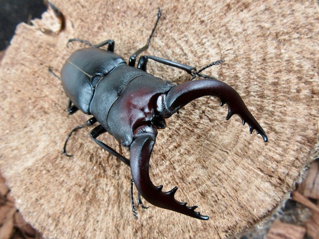 種子島産ノコギリクワガタのオスの画像