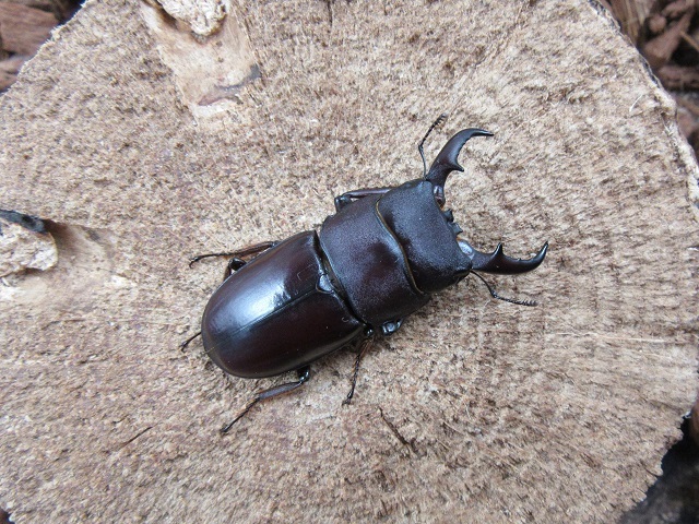 ダイトウヒラタクワガタ（北大東島産）45ミリ