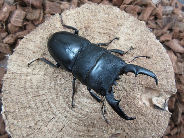 本土ヒラタクワガタ(福岡県英彦山産)65ミリ