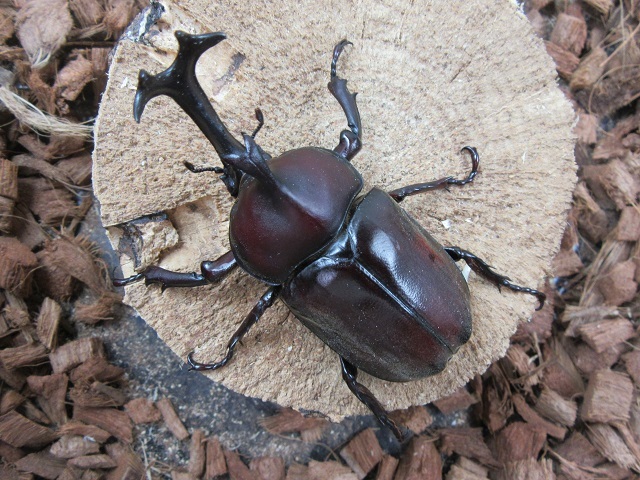 カブトムシ80ミリ(福津市産)