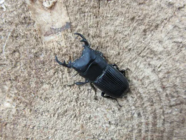 天然ネブトクワガタ（宮崎県）26ミリ
