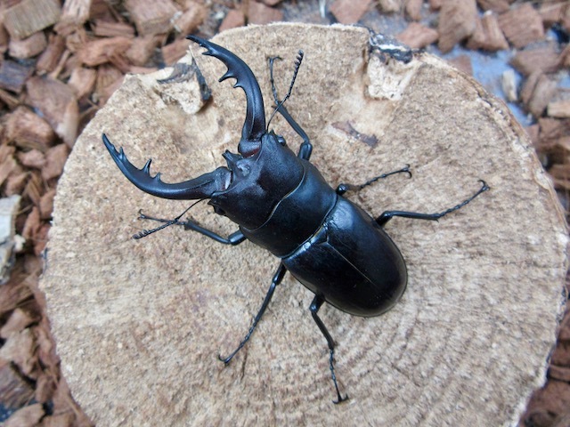 トクノシマノコギリクワガタ66ミリ