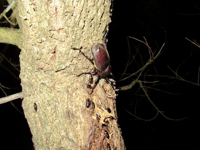 樹液を吸うカブトムシのオス