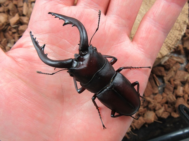 天然ノコギリクワガタ(宮崎県産)72ミリ