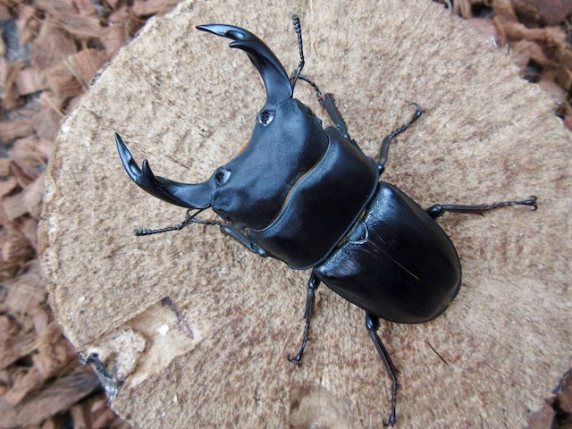 オオクワガタ福岡県三潴町産63ミリ