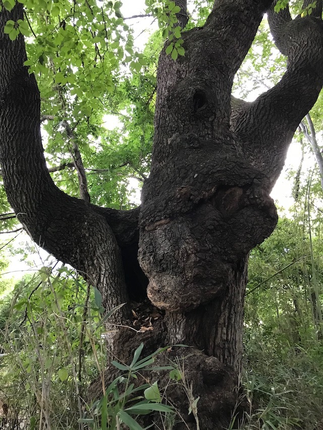 オオクワガタが採れた木の画像