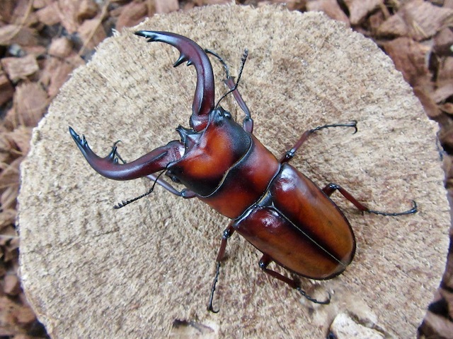 トカラノコギリクワガタ悪石島産71ミリ訳ありペア