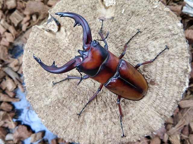 トカラノコギリクワガタ(悪石島産)訳あり69ミリ