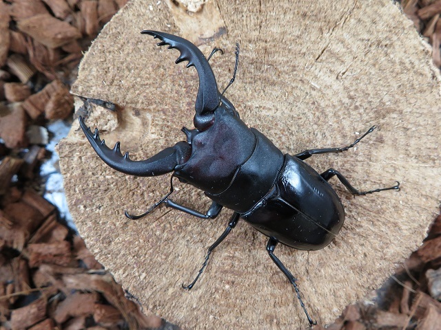 トクノシマノコギリクワガタ71ミリ