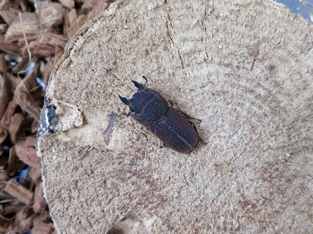 ヤマトサビクワガタ28ミリの画像