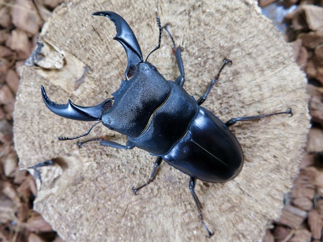 サキシマヒラタクワガタ訳あり66ミリの画像