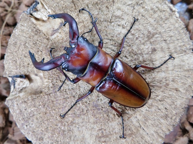 トカラノコギリクワガタ悪石島産訳あり68ミリ