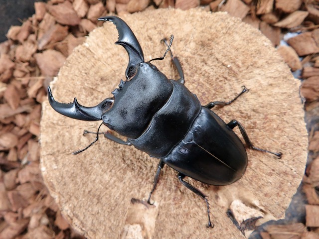 アマミヒラタクワガタ76ミリの画像