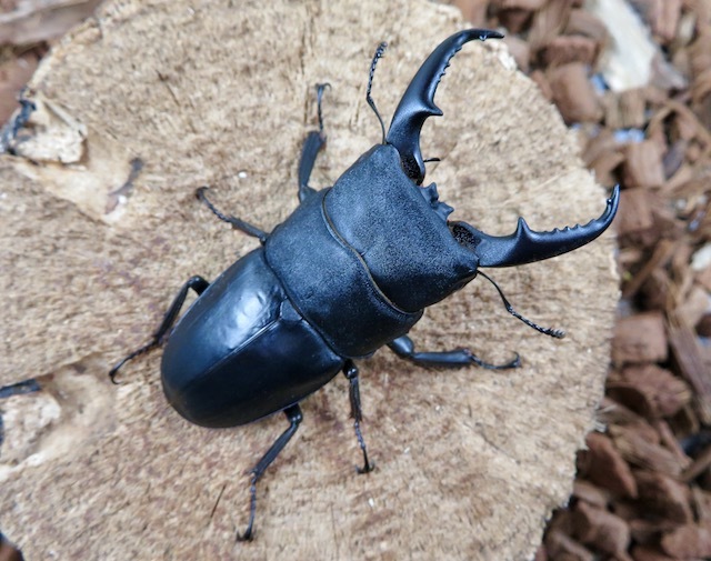 種子島産ヒラタクワガタ67ミリ