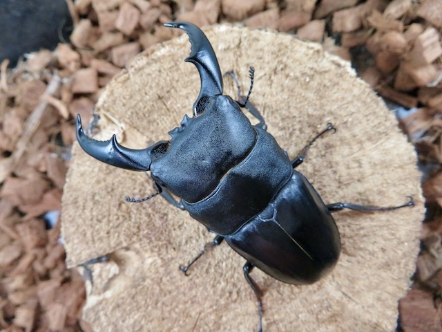 アマミヒラタクワガタ訳あり75ミリの画像