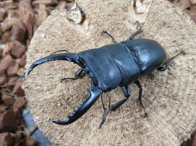 ゴトウヒラタクワガタ(小値賀島)72ミリ