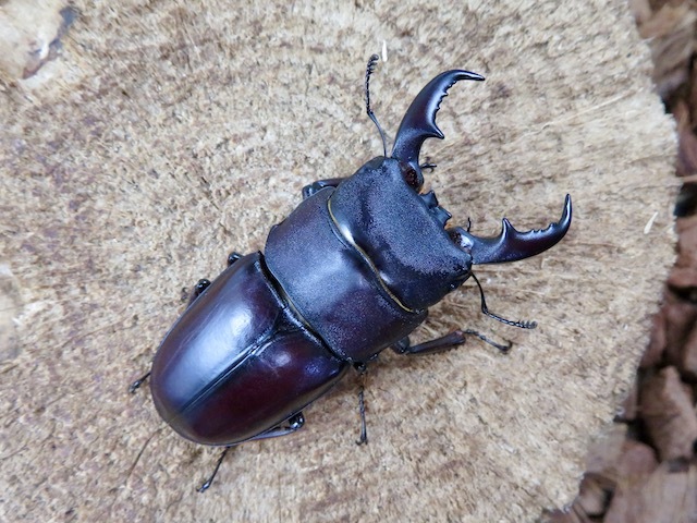 ダイトウヒラタクワガタ（北大東島産）51ミリ