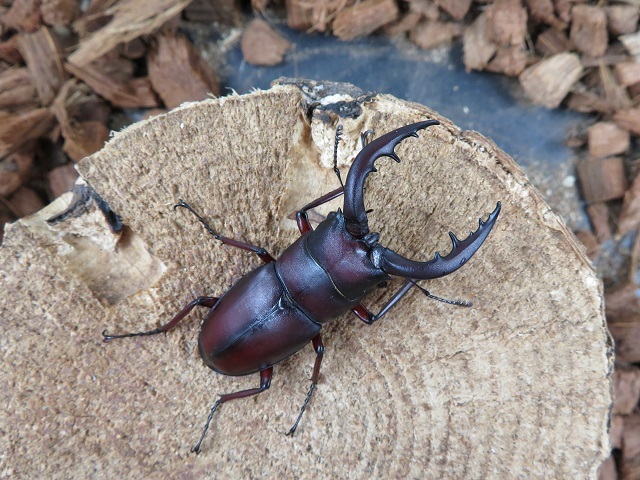 天然種子島産ノコギリクワガタ50mm