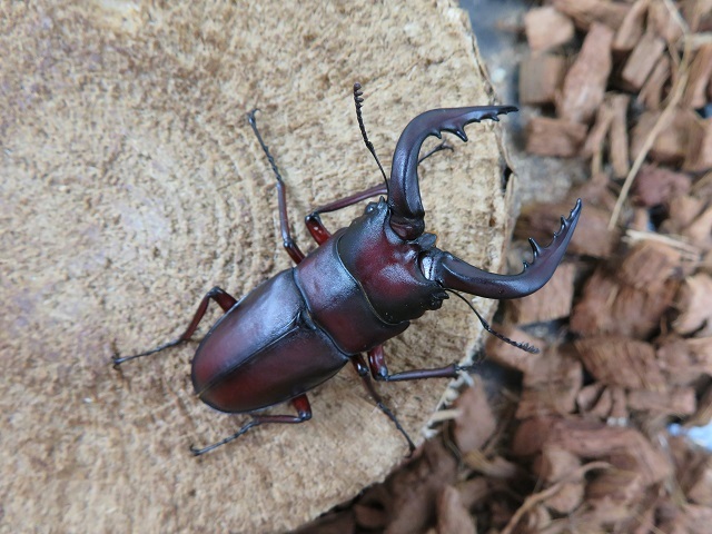 天然種子島産ノコギリクワガタ55ｍｍ