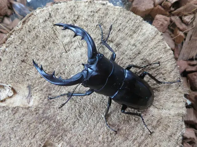 天然トクノシマノコギリクワガタ63ミリ(黒タイプ)