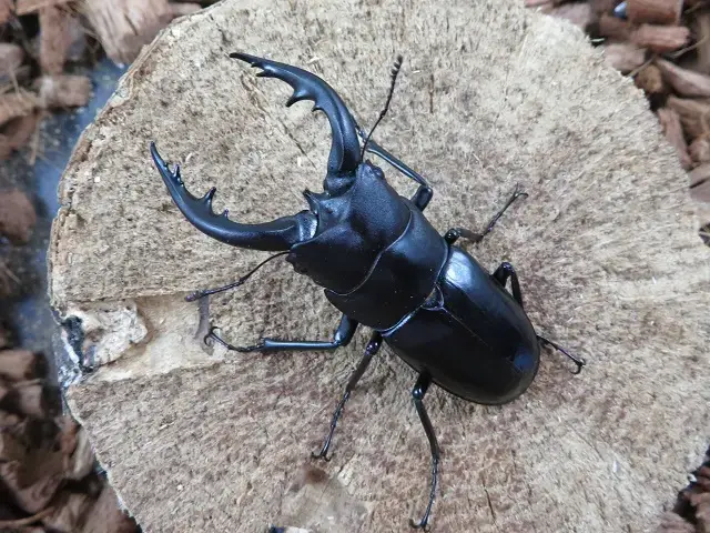 天然トクノシマノコギリクワガタ65ミリ(黒タイプ)