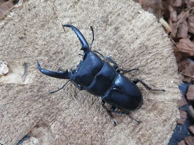 天然イキヒラタクワガタ53ミリ